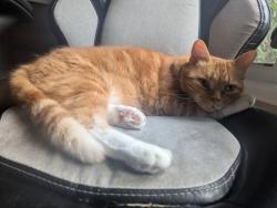 Reunited Male Cat last seen Hornbeam and chokecherry cres, Mississauga, ON 
