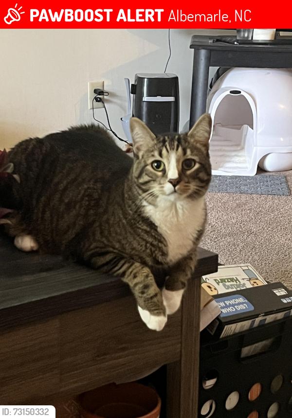 Lost Male Cat last seen Near 5 points restaurant and monarch facility, Albemarle, NC 28001