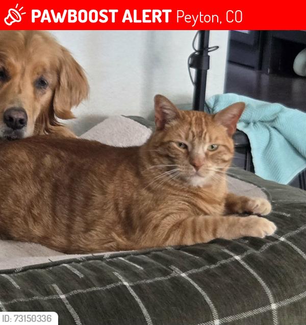 Lost Male Cat last seen Porch Swing Lane and winding walk drive, Peyton, CO 80831