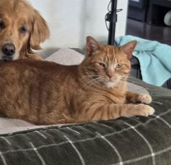 Lost Male Cat last seen Porch Swing Lane and winding walk drive, Peyton, CO 80831
