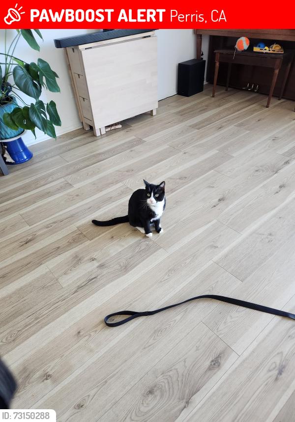 Lost Male Cat last seen Green valley pkwy & English bluebell st, Perris, CA 92585