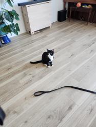 Lost Male Cat last seen Green valley pkwy & English bluebell st, Perris, CA 92585
