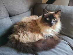 Reunited Female Cat last seen 10th and C Ave, Coronado, Coronado, CA 92118