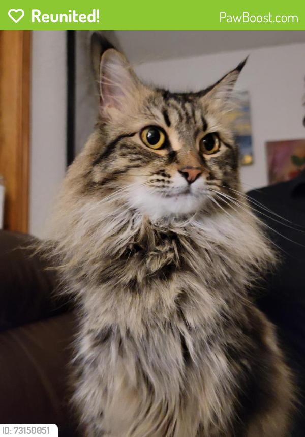 Reunited Female Cat last seen Market st, Salem, OR 97301