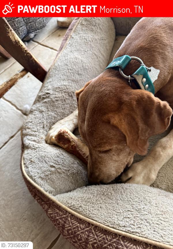 Found/Stray Male Dog last seen Laxton Rd, Morrison, TN 37357