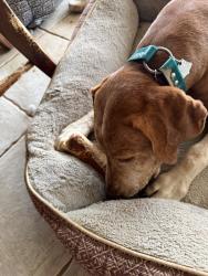 Found/Stray Male Dog last seen Laxton Rd, Morrison, TN 37357