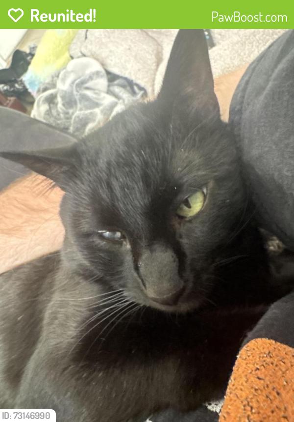 Reunited Male Cat last seen Near SW 119th Ave Miramar, FL 33025 United States apmts, Miramar, FL 33025