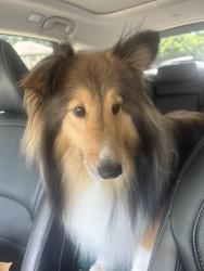 Reunited Male Dog last seen Near mill creek parkway, Kansas City, MO 64111