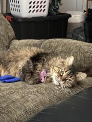 Reunited Female Cat last seen Ballantine, Port Huron, MI 48060