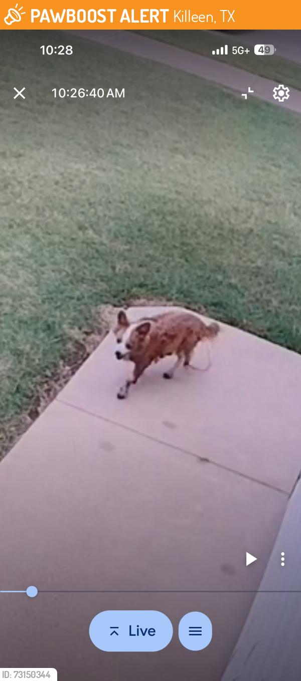 Found/Stray Unknown Dog last seen Ledgestone Drive, Killeen, TX., Killeen, TX 76549