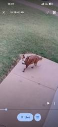 Found/Stray Unknown Dog last seen Ledgestone Drive, Killeen, TX., Killeen, TX 76549
