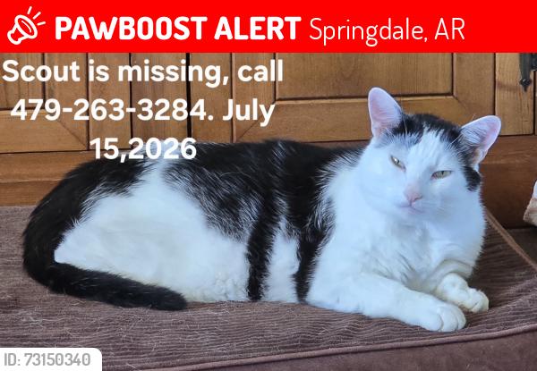 Lost Male Cat last seen Oak Dr, Springdale, Springdale, AR 72762