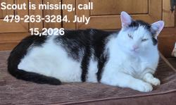 Lost Male Cat last seen Oak Dr, Springdale, Springdale, AR 72762