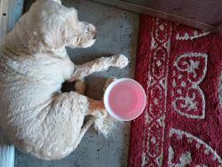 Found/Stray Male Dog last seen Near dunLavy ct, Moreno Valley, CA 92557
