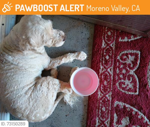 Found/Stray Male Dog last seen Near dunLavy ct, Moreno Valley, CA 92557