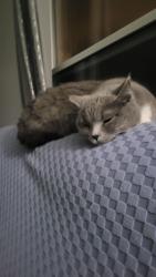 Reunited Female Cat last seen Residential area, Brantford, ON N3T 6L3