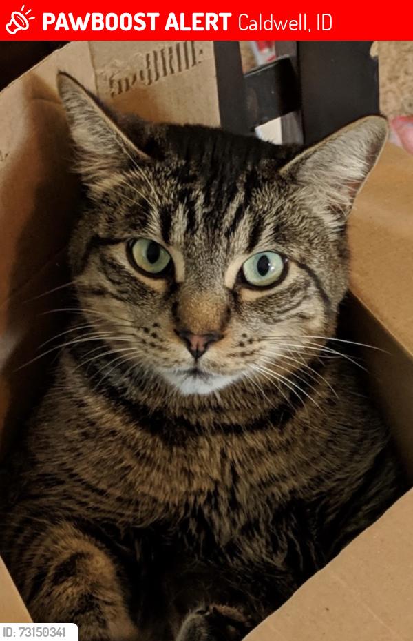 Lost Male Cat last seen Orchard and Montana, Caldwell, ID, Caldwell, ID 83607