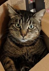 Lost Male Cat last seen Orchard and Montana, Caldwell, ID, Caldwell, ID 83607