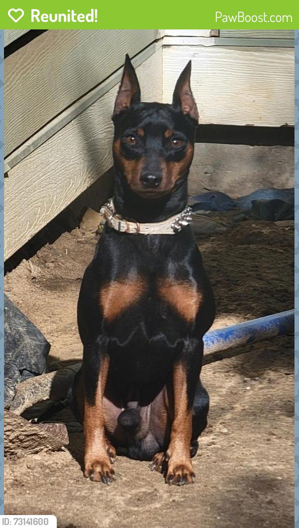 Reunited Male Dog last seen Spring and clifford jackson, Dallas, TX 75210