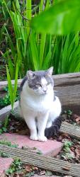 Lost Male Cat last seen Gravatt Dr., Berkeley, CA 94705