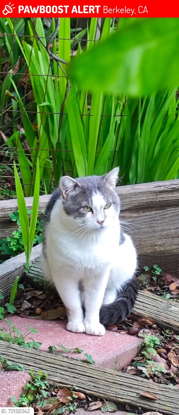 Lost Male Cat last seen Gravatt Dr., Berkeley, CA 94705