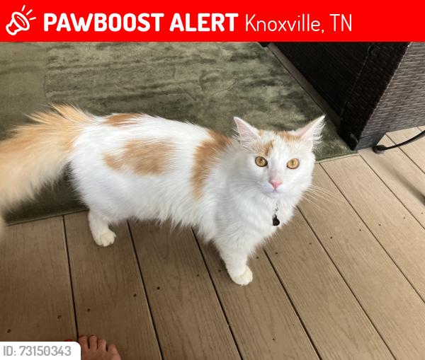 Lost Male Cat last seen Felty Dr, Knoxville, TN 37918