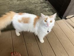 Lost Male Cat last seen Felty Dr, Knoxville, TN 37918