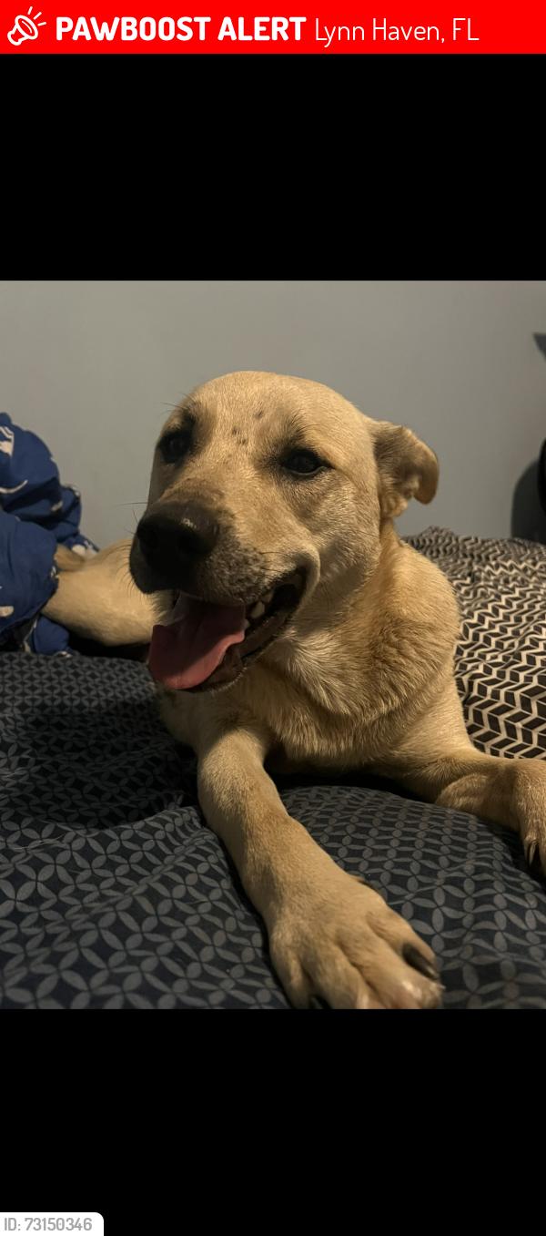 Lost Male Dog last seen Near and Britton, Lynn Haven, FL 32444