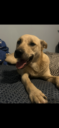 Lost Male Dog last seen Near and Britton, Lynn Haven, FL 32444