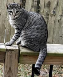Lost Female Cat last seen Live Oaks Spring Dr, Katy, TX 77450