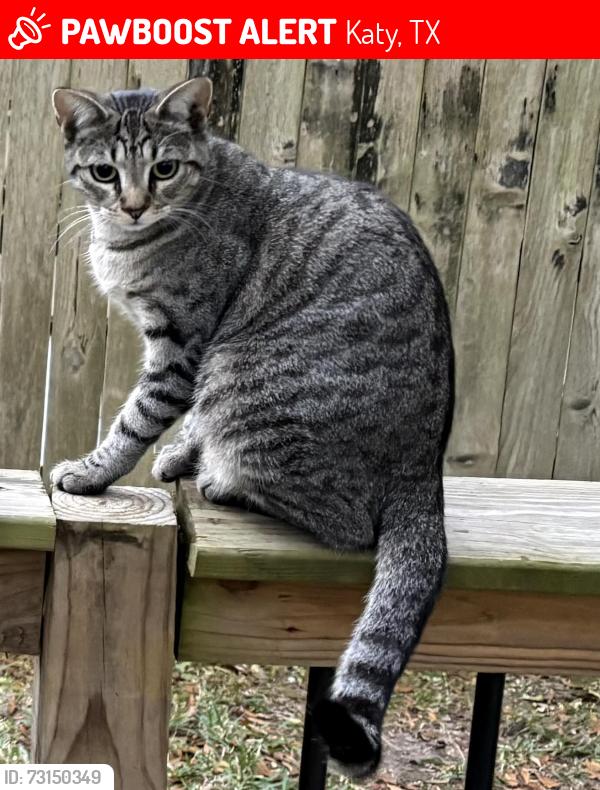 Lost Female Cat last seen Live Oaks Spring Dr, Katy, TX 77450