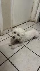 Lost Male Dog last seen Singleton Andrew hill high school, San Jose, CA 95111