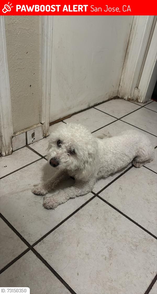 Lost Male Dog last seen Singleton Andrew hill high school, San Jose, CA 95111