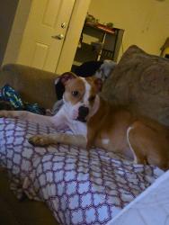 Found/Stray Female Dog last seen Craig n las vegas blvd, Las Vegas, NV 89115