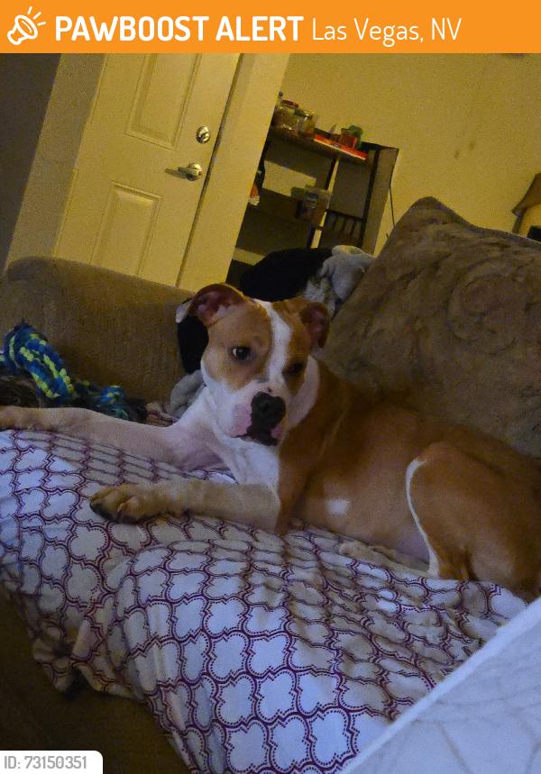 Found/Stray Female Dog last seen Craig n las vegas blvd, Las Vegas, NV 89115