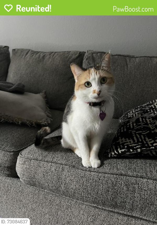 Reunited Female Cat last seen Reserve At Barry apmts, Kansas City, MO 64150