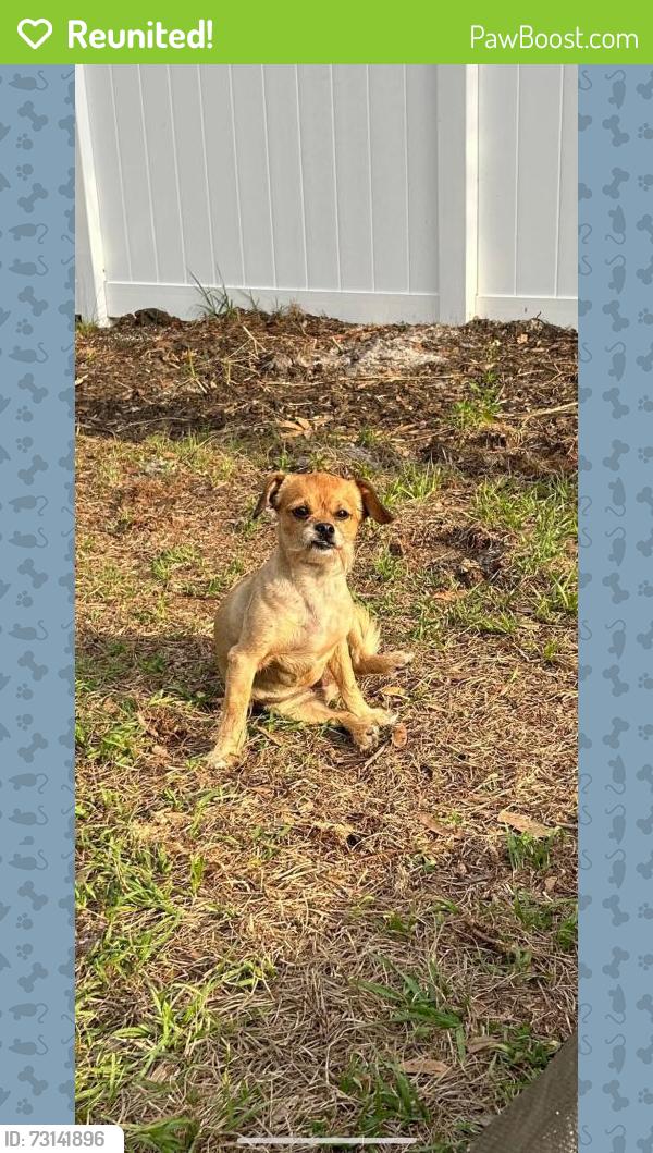 Reunited Female Dog last seen 26th Ave E, Bradenton, FL 34208