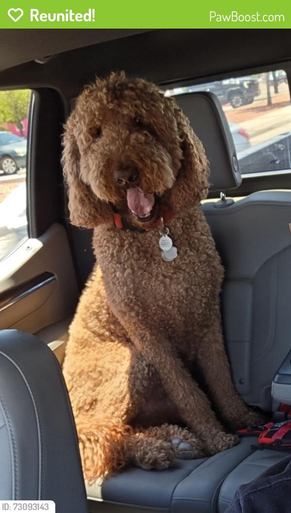 Reunited Male Dog last seen Jose Cisneros, El Paso, TX 79936