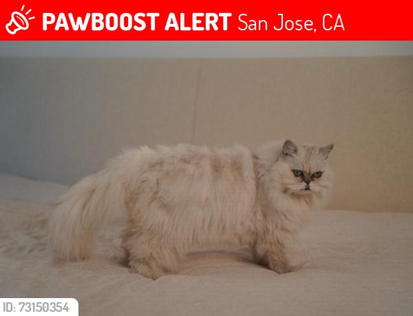 Lost Female Cat last seen Charger Dr and Cadona Dr, San Jose, CA 95131