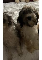 Reunited Female Dog last seen Oak Ridge North, TX 77386, USA, Oak Ridge North, TX 77385