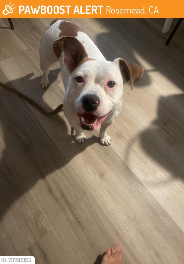 Found/Stray Female Dog last seen Rosemead target, Rosemead, CA 91770