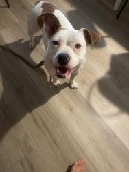 Found/Stray Female Dog last seen Rosemead target, Rosemead, CA 91770
