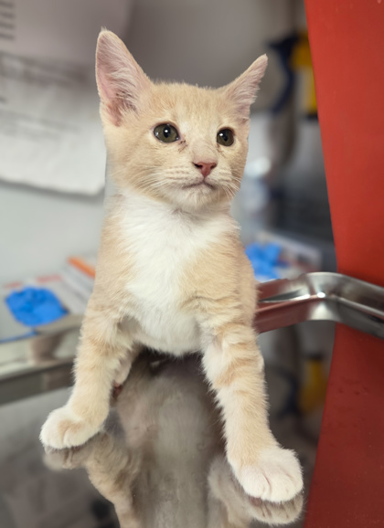 Shelter Stray Female Cat last seen E Mountain View Ave & CA-43, Selma Zone Fresno CO 3 93662, CA, 1510 W Dan Ronquillo Dr, Fresno, CA 93706, USA