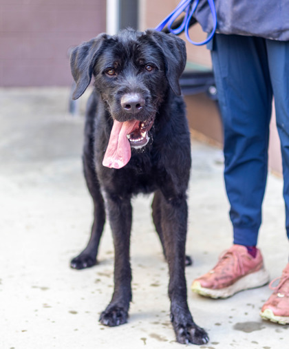 Shelter Stray Male Dog last seen Near Old River Road, 30294, GA, 3280 Chamblee Dunwoody Rd, Chamblee, GA 30341, USA