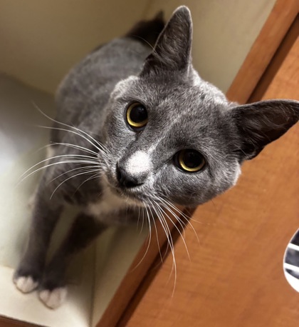 Shelter Stray Male Cat last seen Near Peachtree Industrial Blvd 30360, 30360, GA, 3280 Chamblee Dunwoody Rd, Chamblee, GA 30341, USA