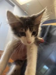 Shelter Stray Male Cat last seen Near McAfee Rd, Decatur, GA 30032, 30032, GA, 3280 Chamblee Dunwoody Rd, Chamblee, GA 30341, USA