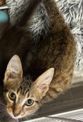 Shelter Stray Male Cat last seen Near McAfee Rd, Decatur, GA 30032, 30032, GA, 3280 Chamblee Dunwoody Rd, Chamblee, GA 30341, USA