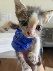 Shelter Stray Female Cat last seen Near Marionette Dr, 70811, LA, 2550 Gourrier Ave, Baton Rouge, LA 70820, USA