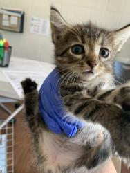 Shelter Stray Male Cat last seen Near Marionette Dr, 70811, LA, 2550 Gourrier Ave, Baton Rouge, LA 70820, USA