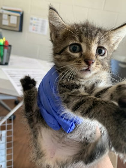 Shelter Stray Male Cat last seen Near Marionette Dr, 70811, LA, 2550 Gourrier Ave, Baton Rouge, LA 70820, USA